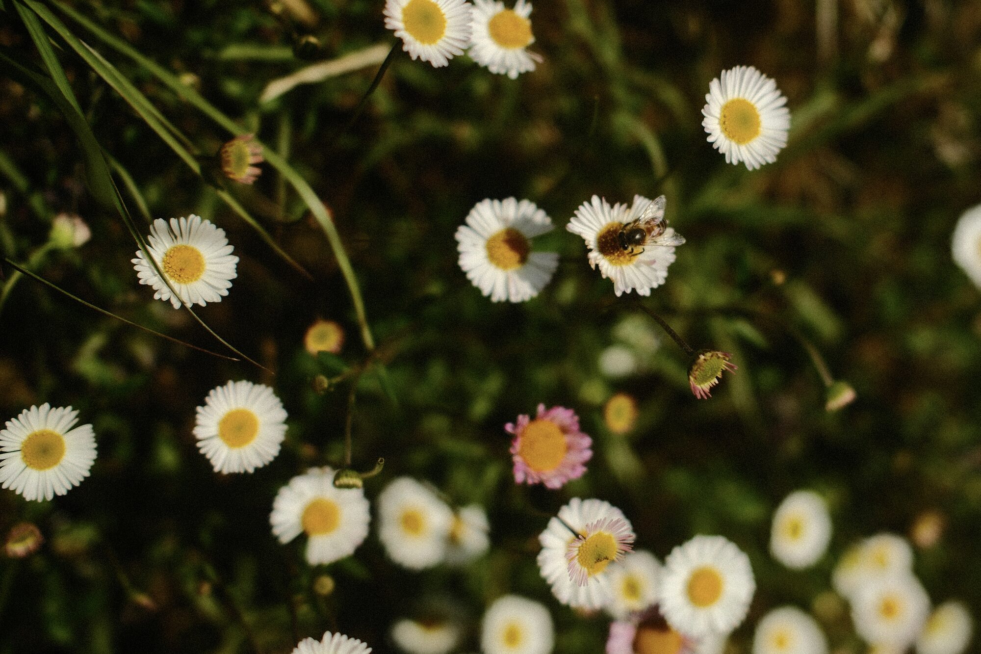 bee1