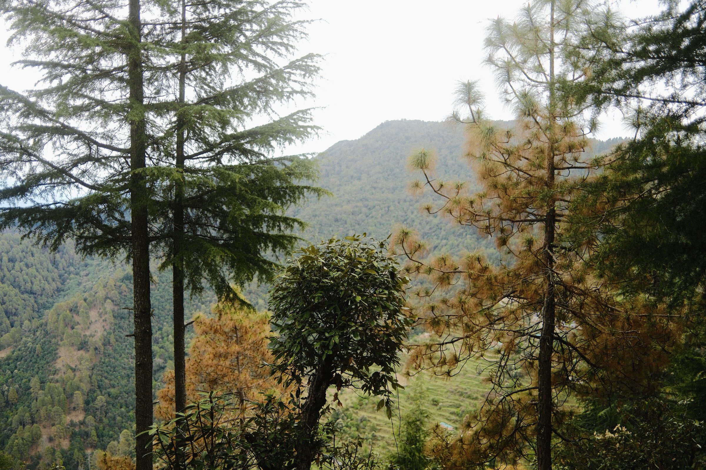 A walk in the forest