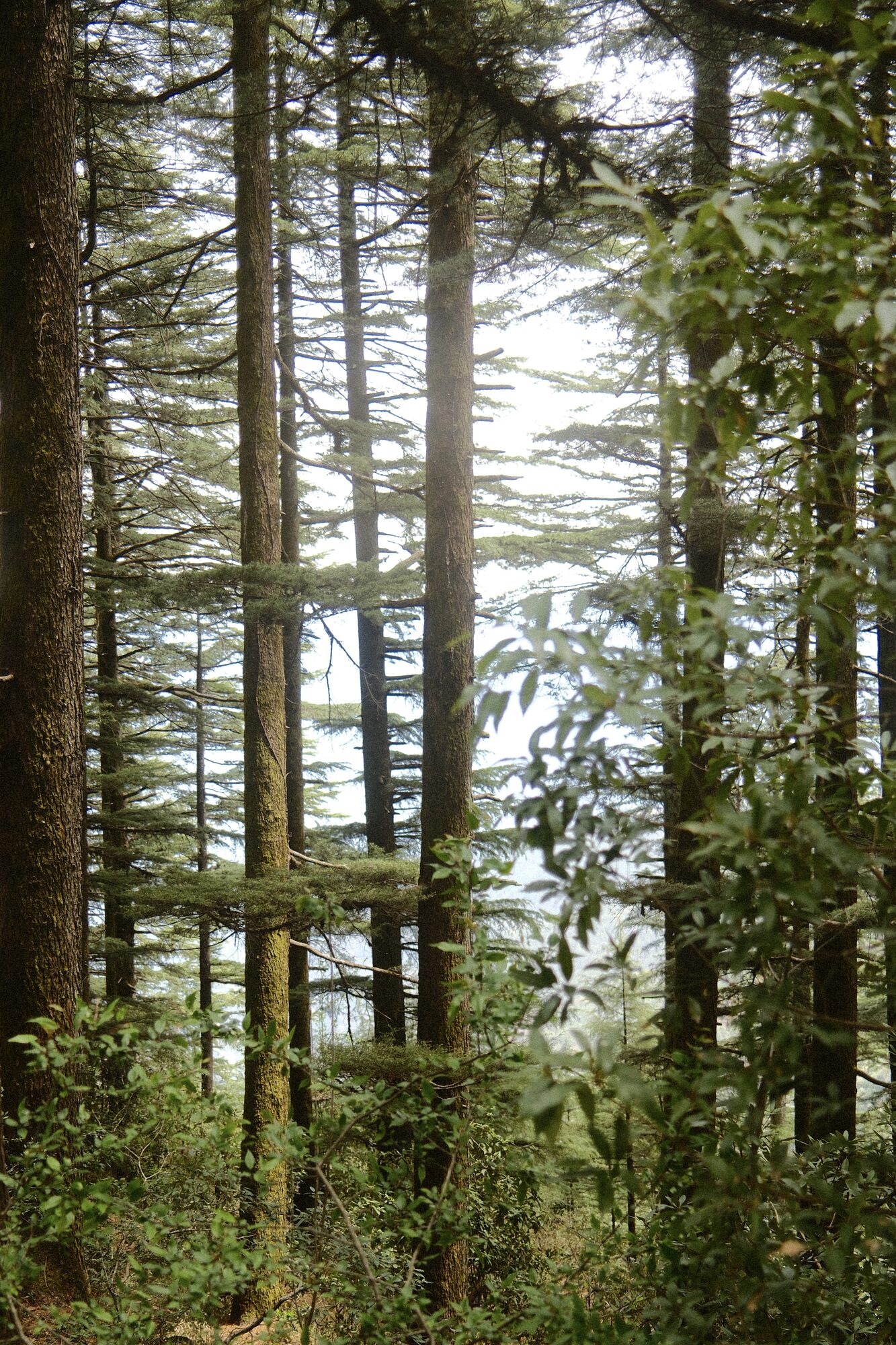 trees